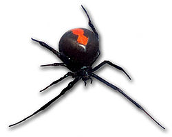 250px-Redback_frontal_view